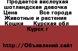 Продается вислоухая шотландская девочка › Цена ­ 8 500 - Все города Животные и растения » Кошки   . Курская обл.,Курск г.